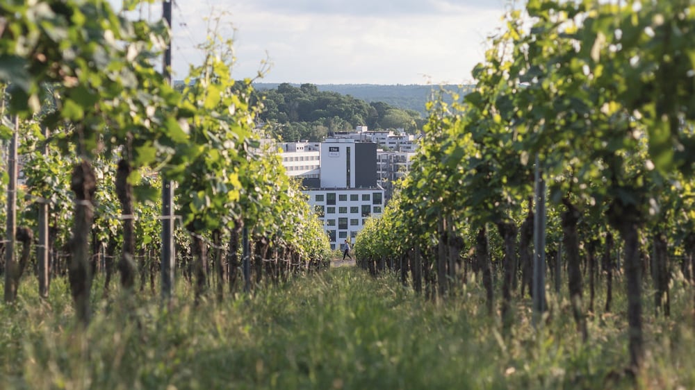 Фото The niu Form