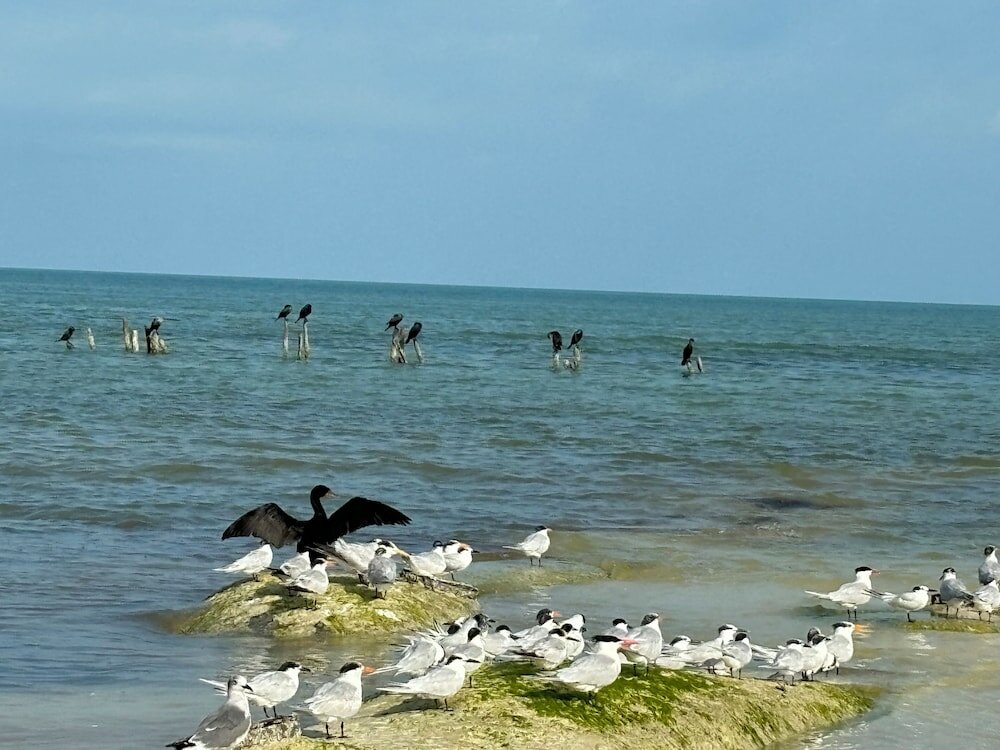 Фото La Diosa Kali Beach Front Hotel