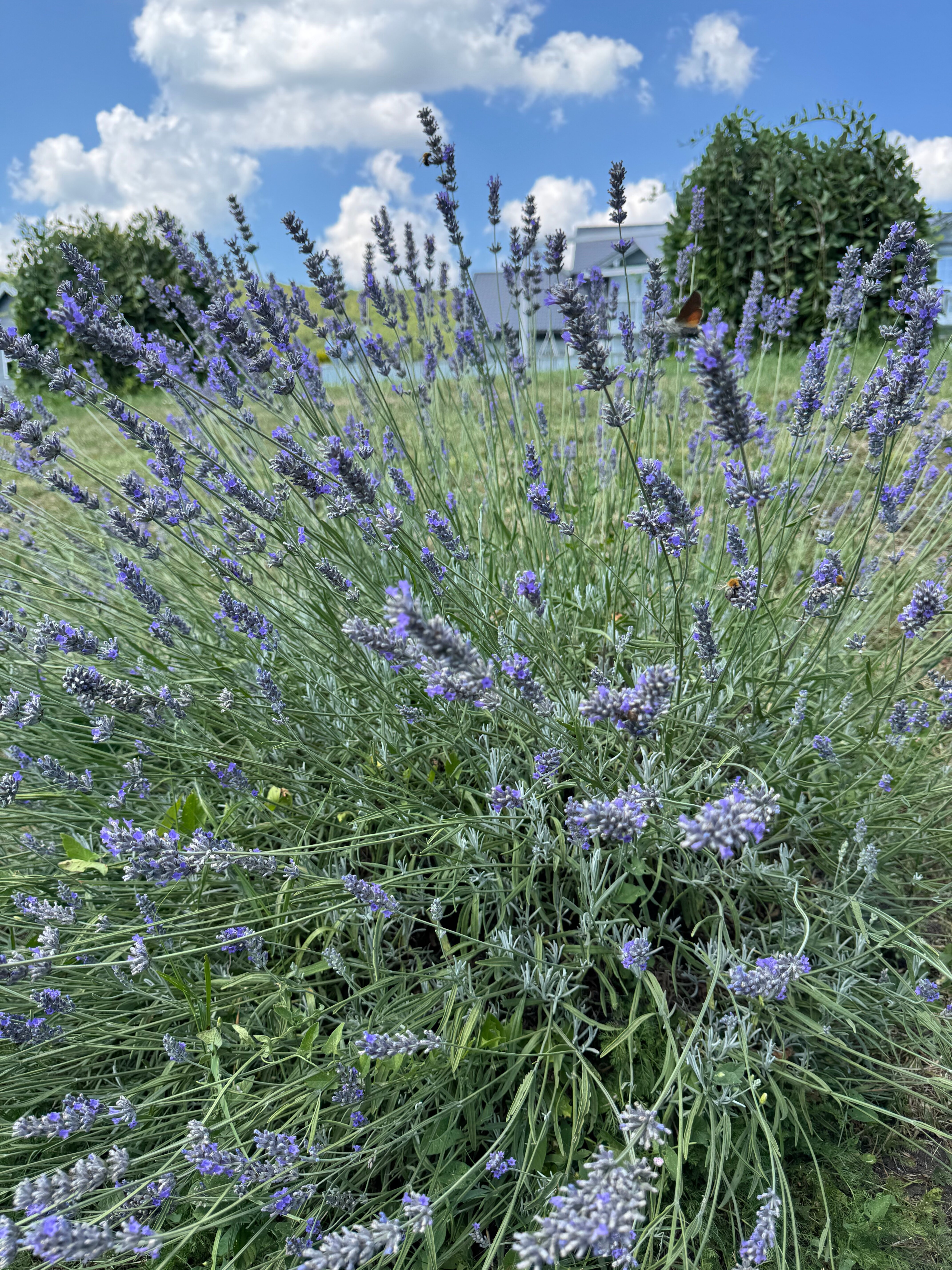 Фото Шале Играем на высоте