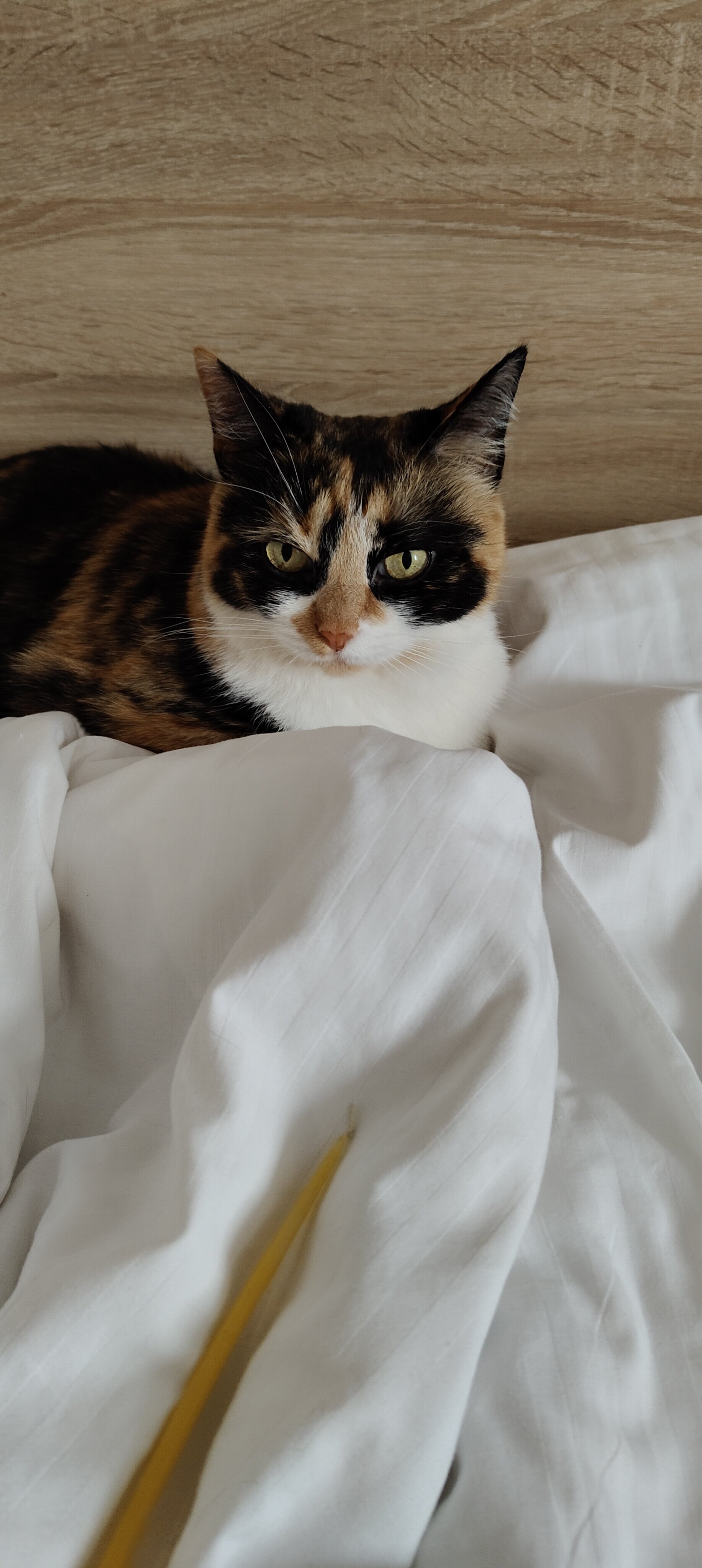 Фото Пушкинъ