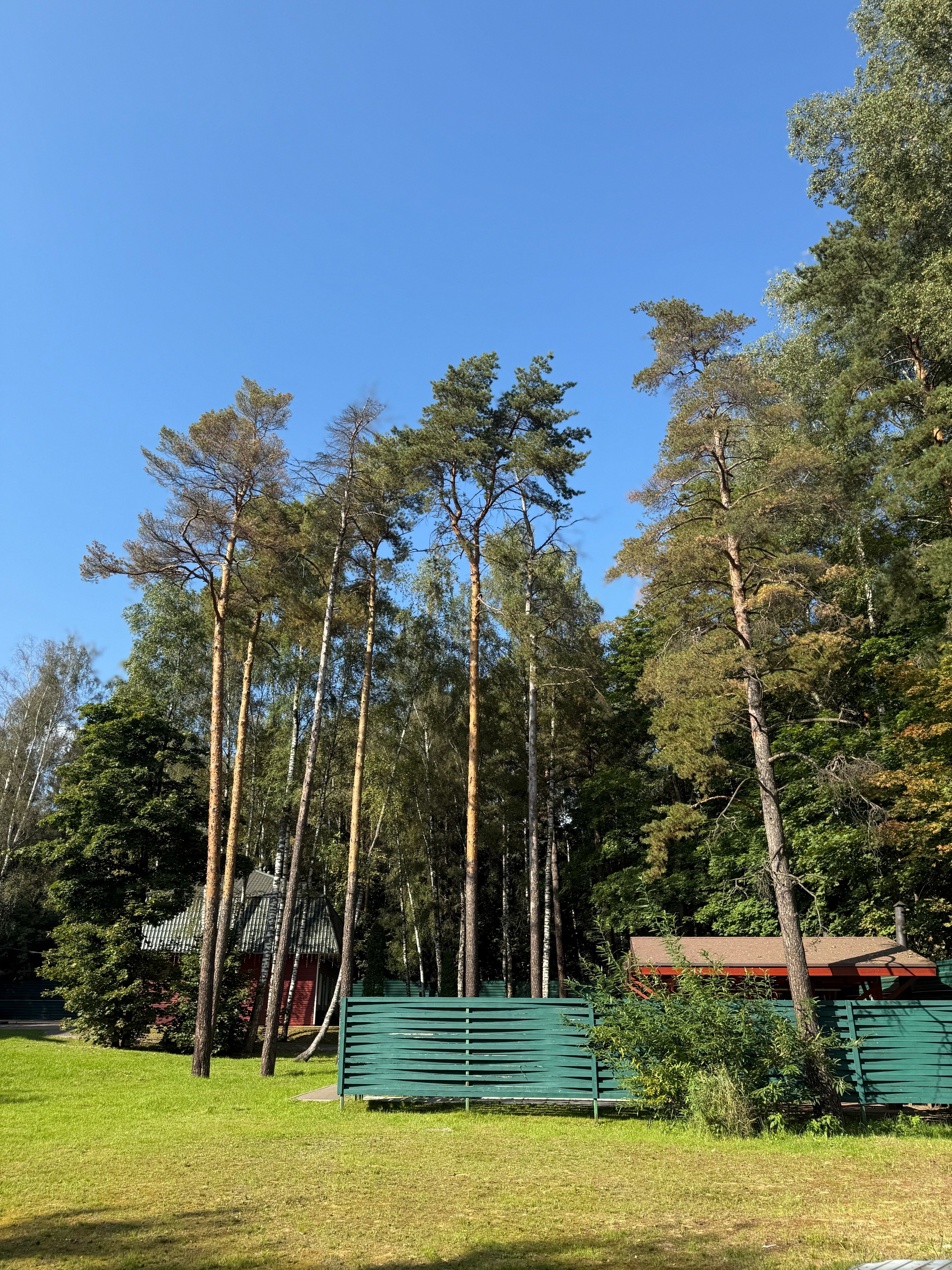 Фото Малинки 