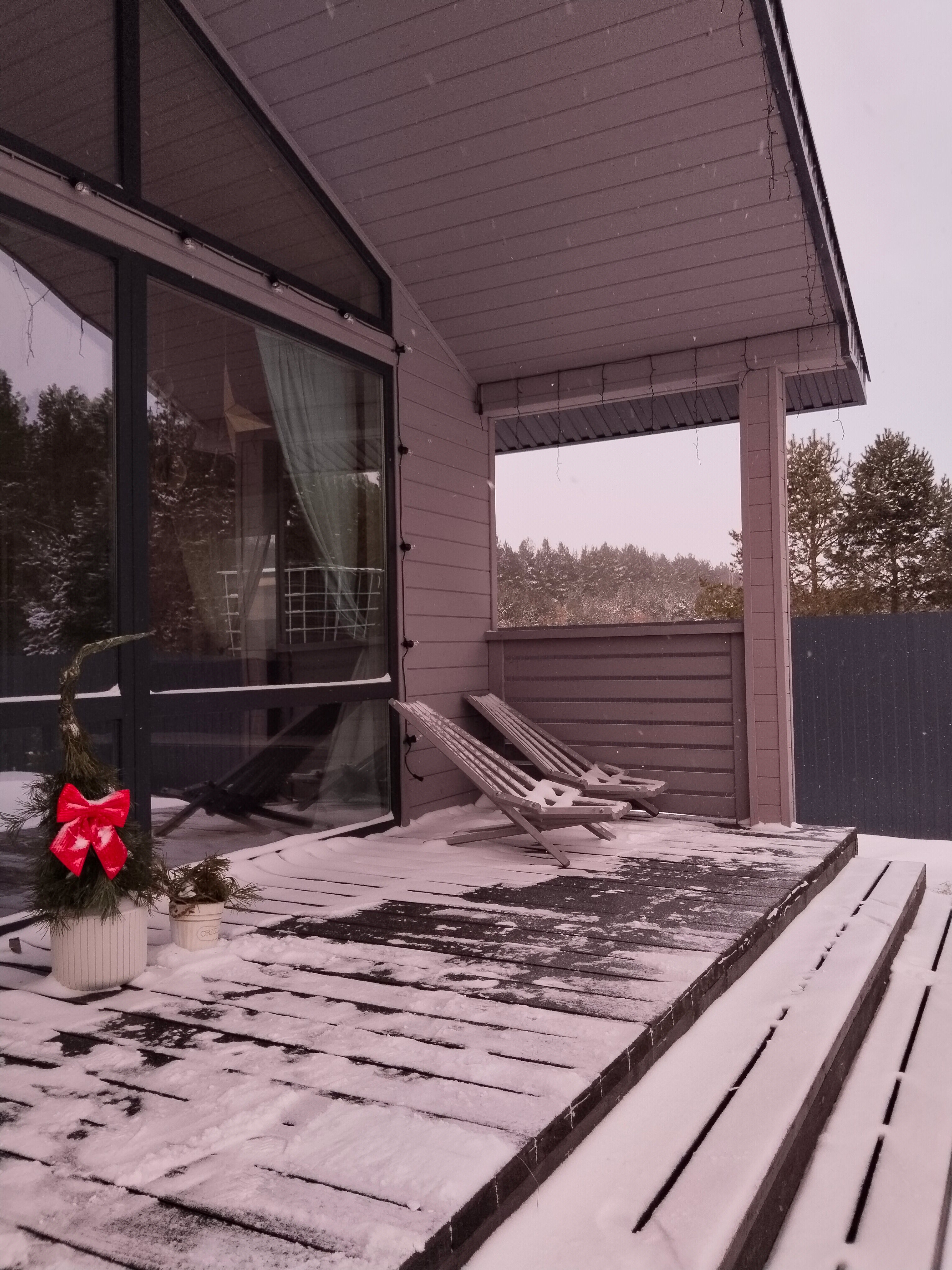 Фото Сосны. Тут