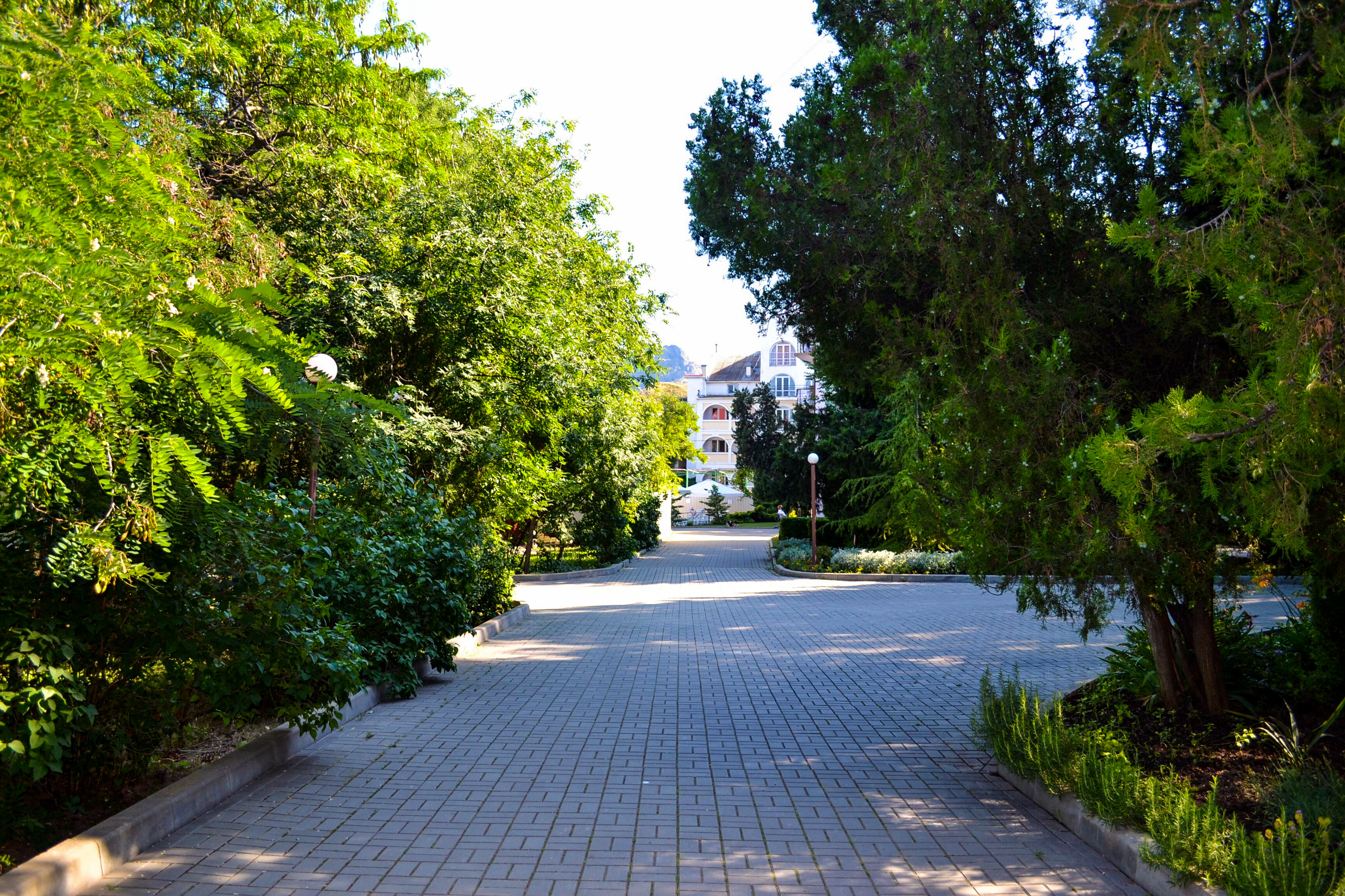 Фото Камелия-Кафа