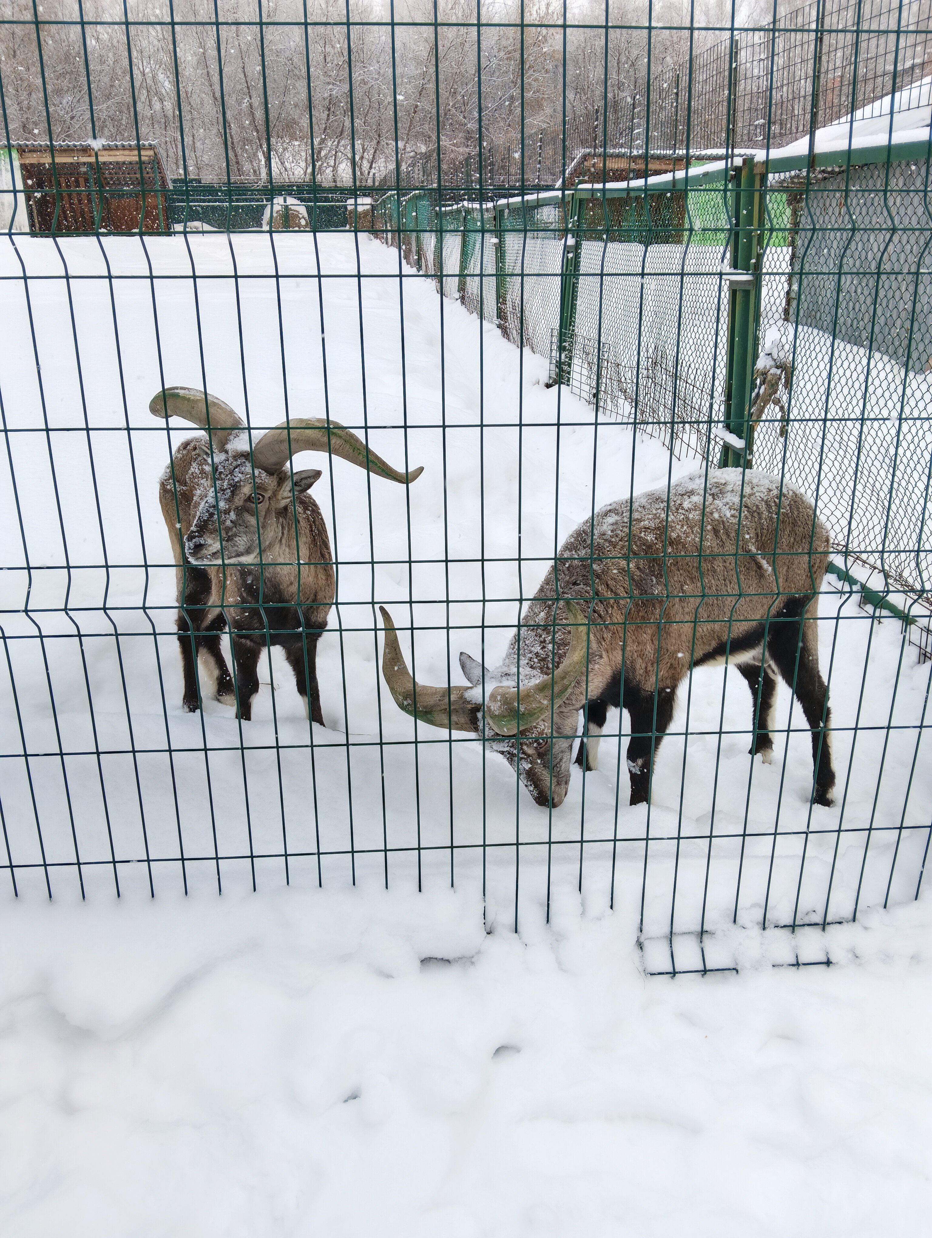 Фото Теремки