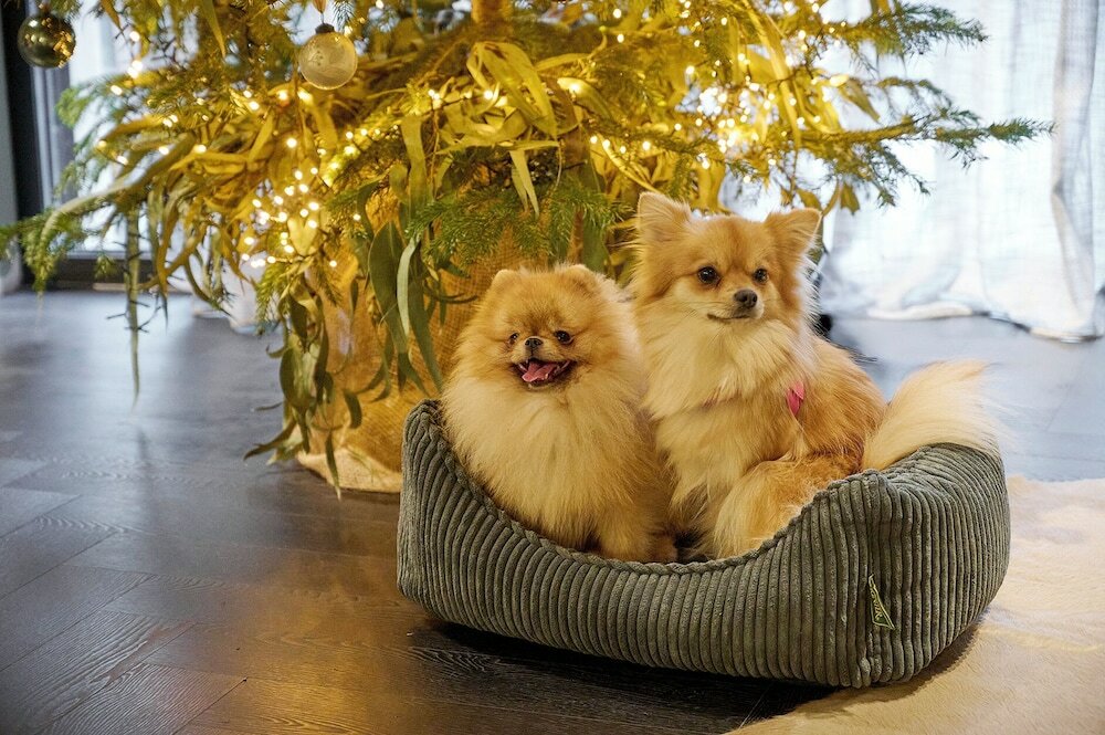 Фото Eurostars Andorra