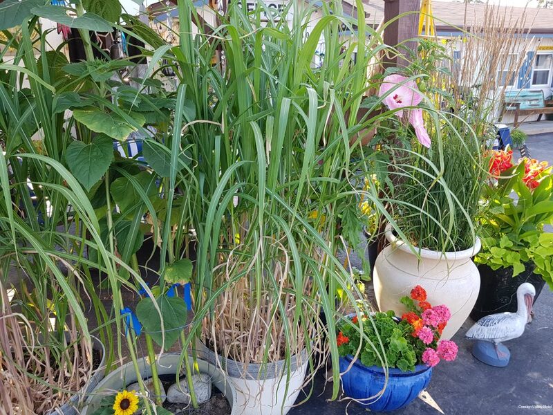 Фото Creston Valley Motel