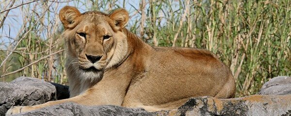 Фото Renaissance Sao Paulo
