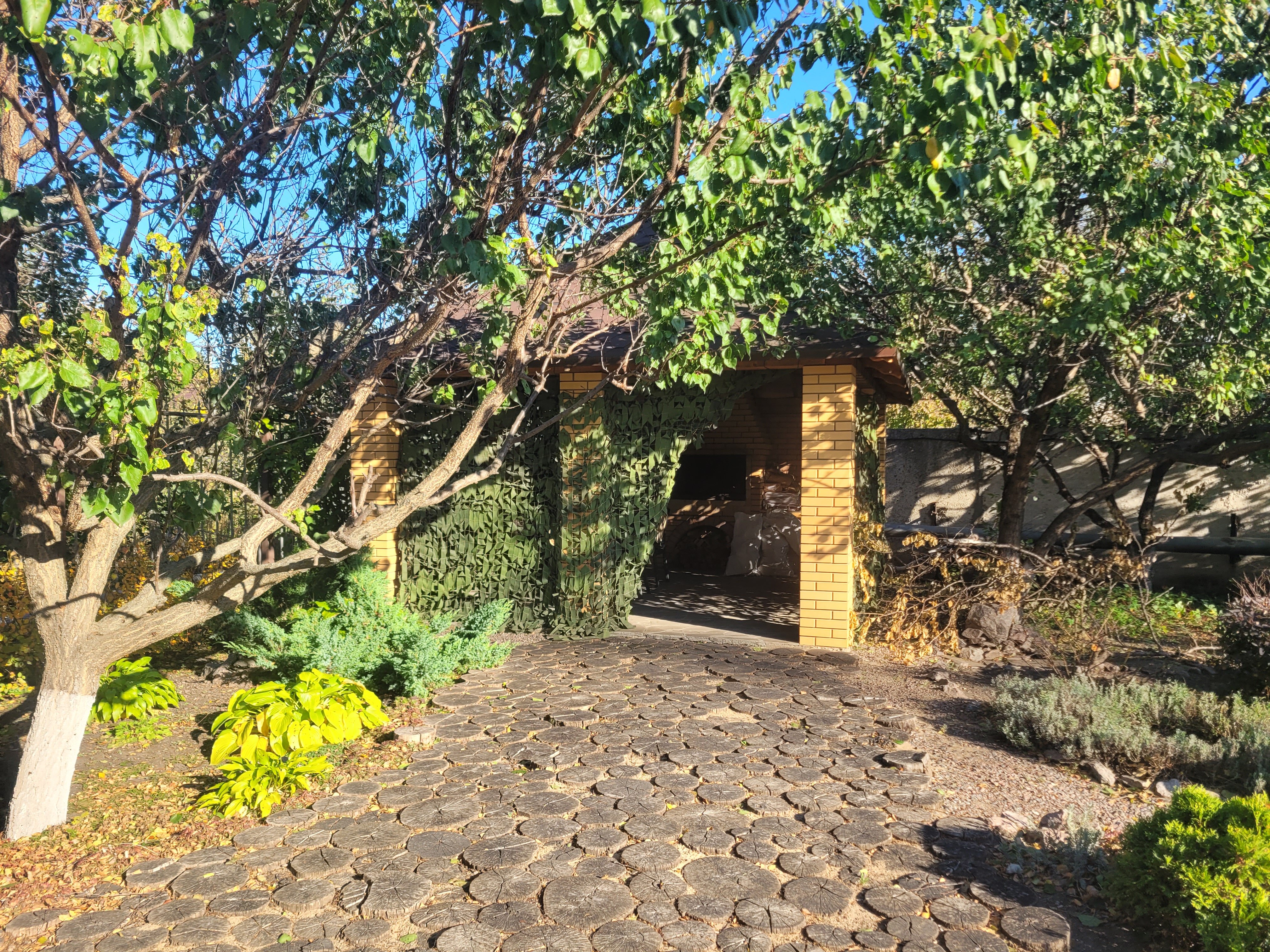 Фото Красный Подсолнух