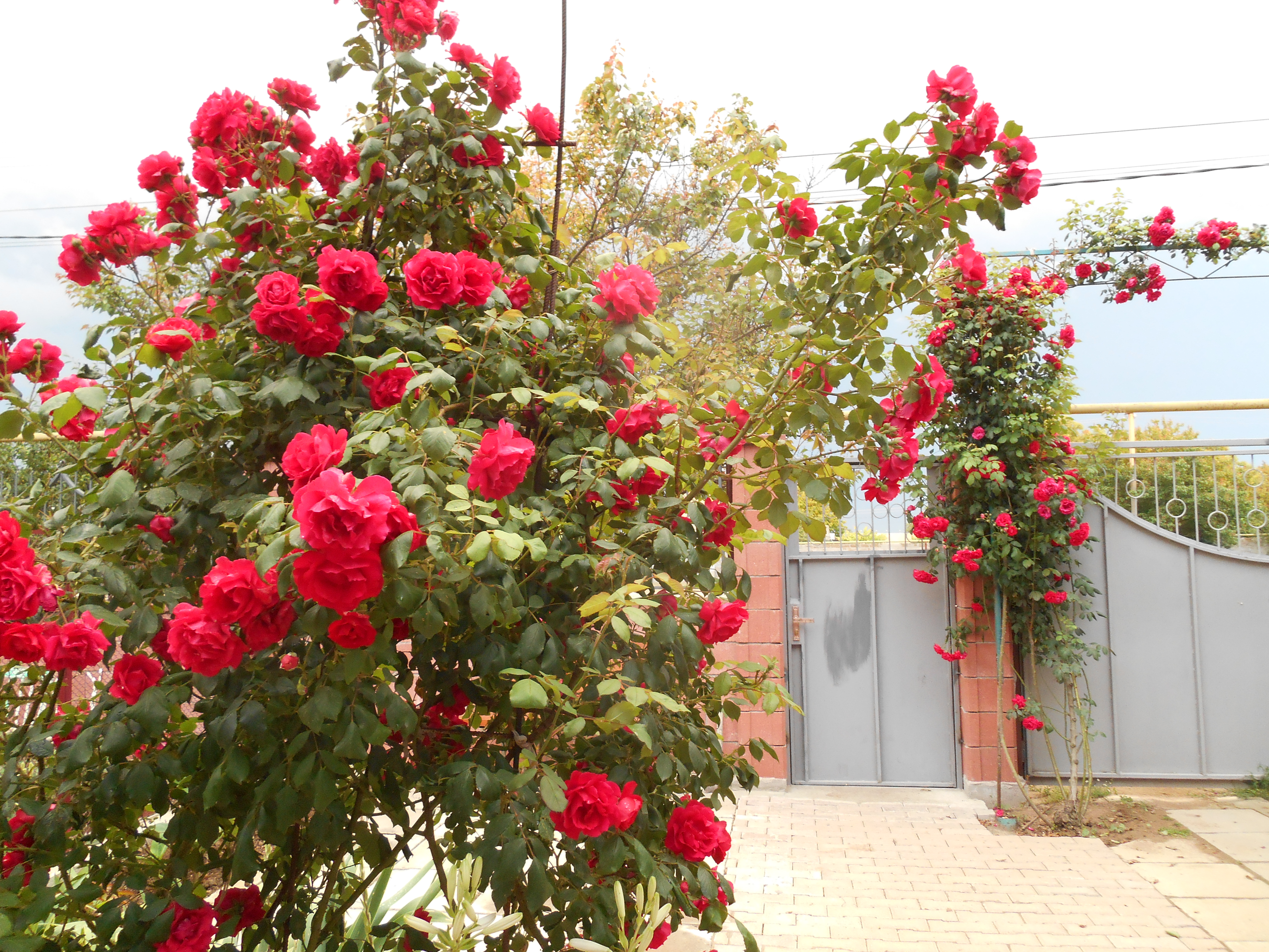 Фото СимСим