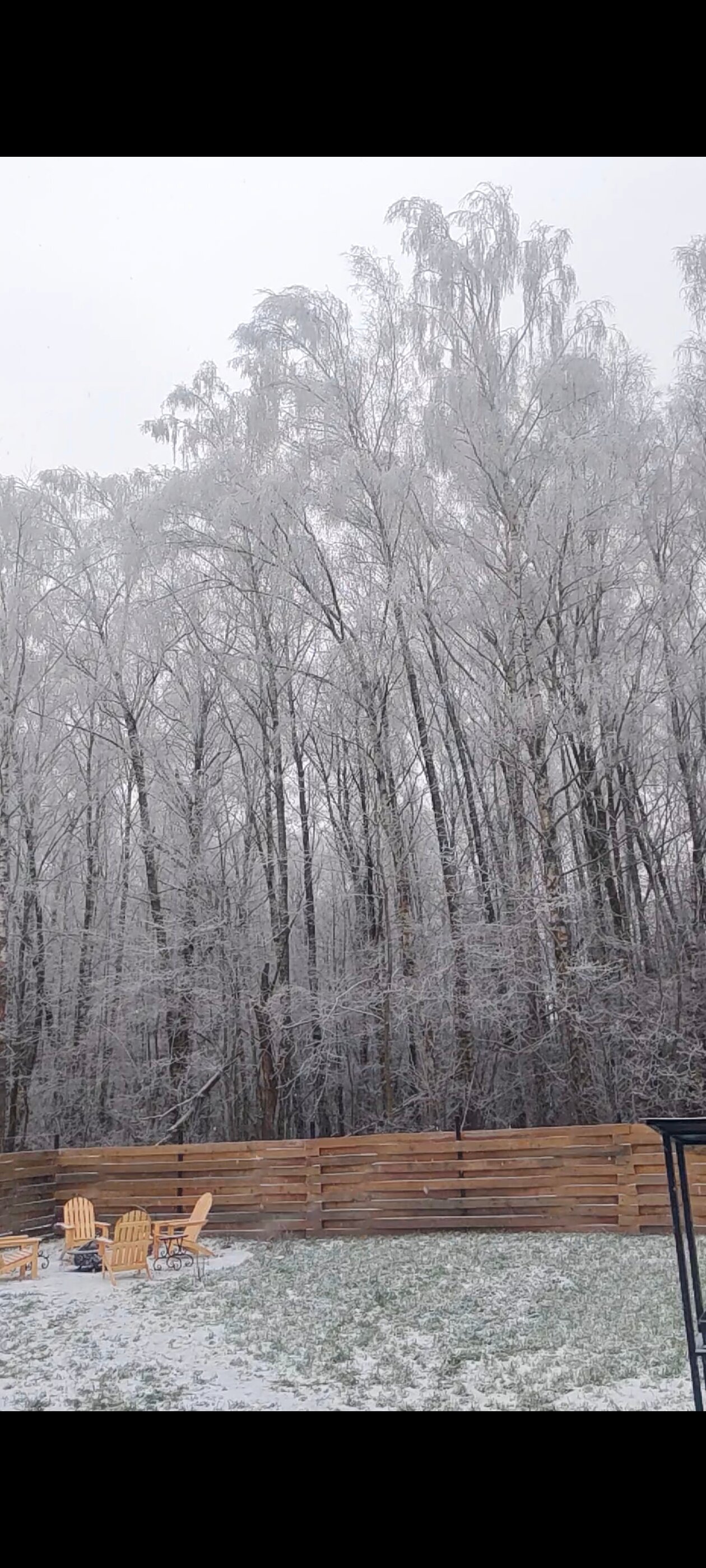 Фото Звёзды леса