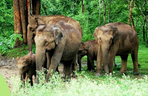 Гостиница The Riverwood Forest Retreat - Dooars в Западной Бенгалии