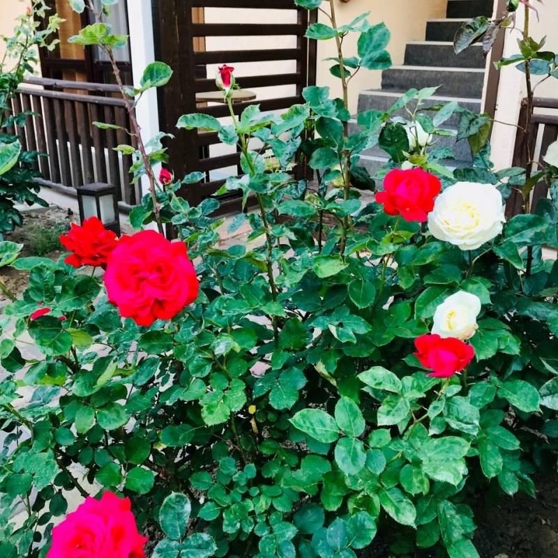 Фото Фламинго