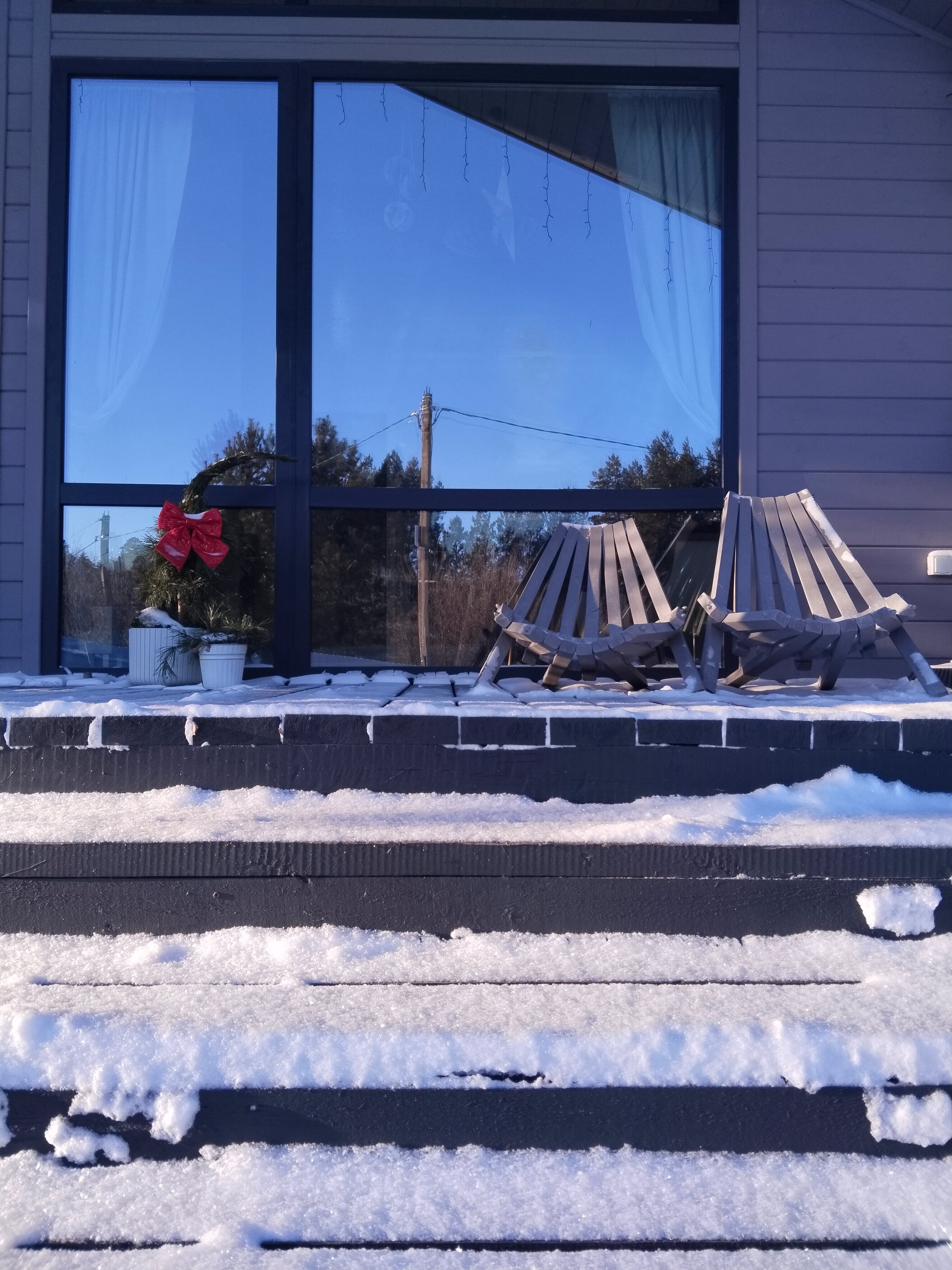 Фото Сосны. Тут