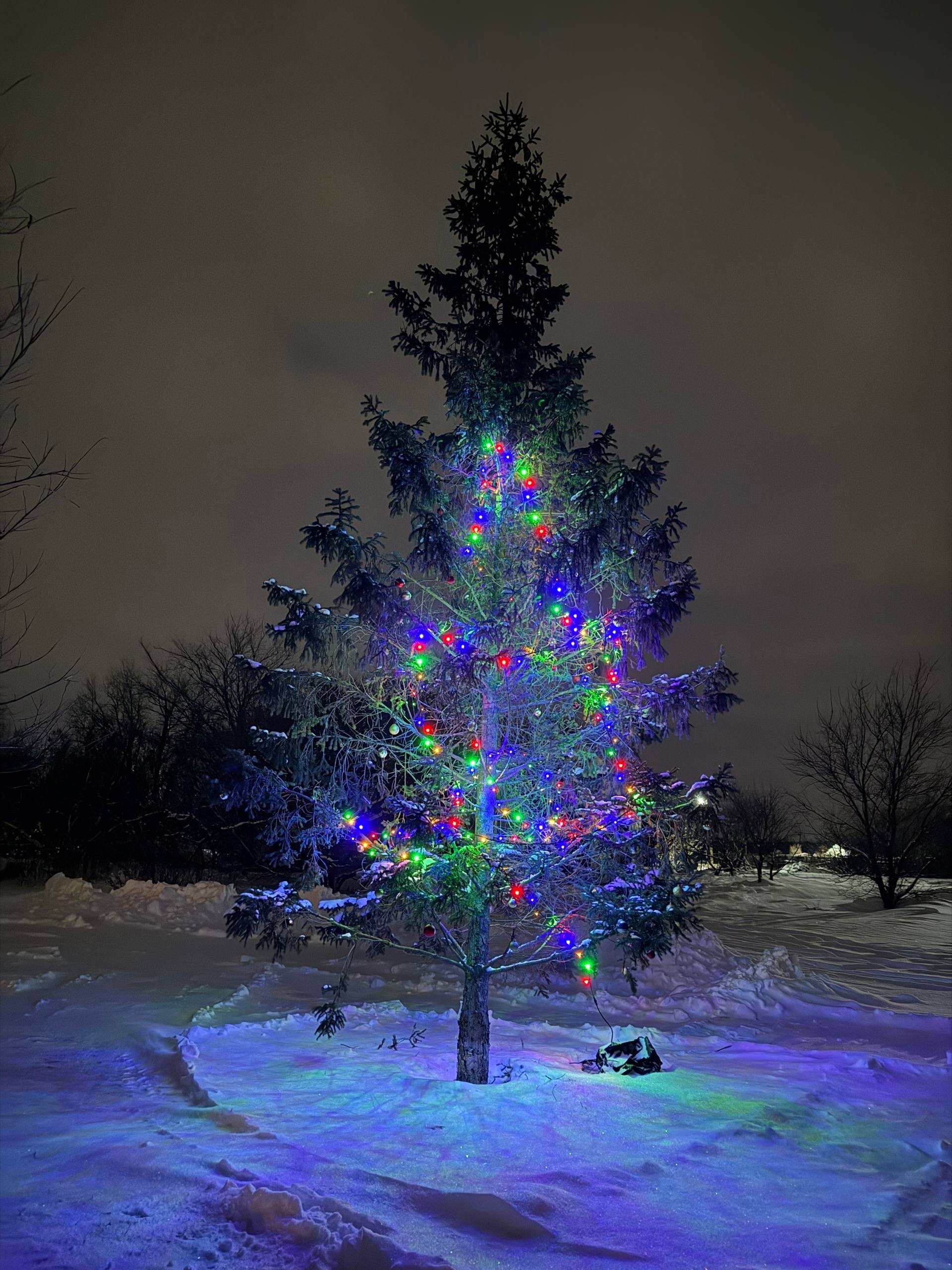 Фото Мальвы