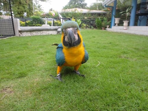 Внешний вид отеля Parrot Resort Moalboal в Моалбоале, фото 3