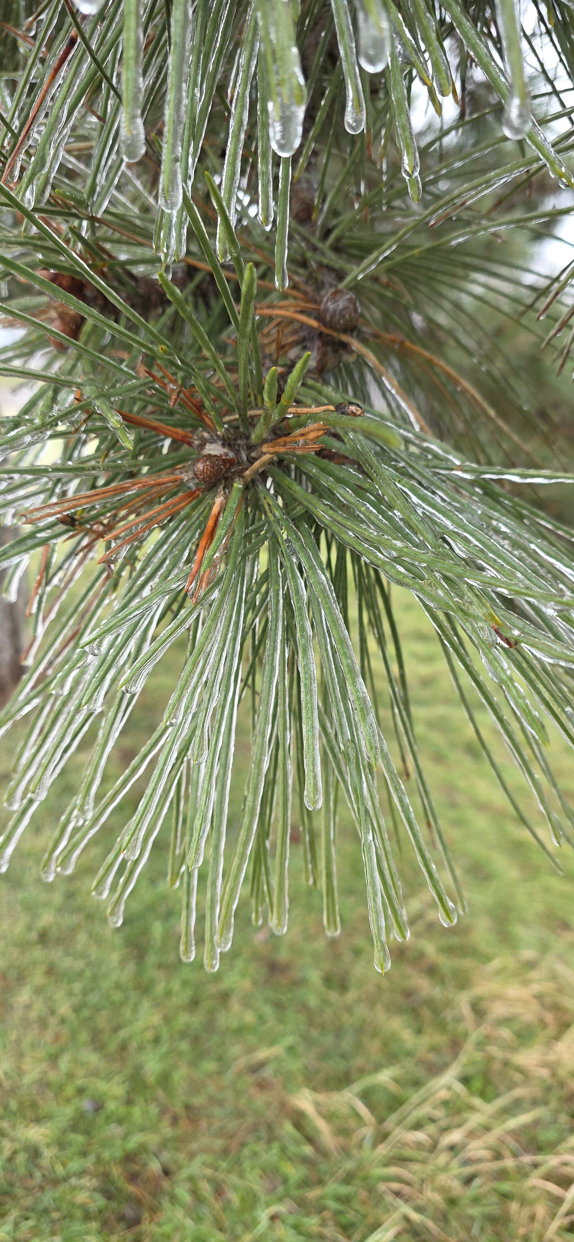 Фото Экзотик Эльвар