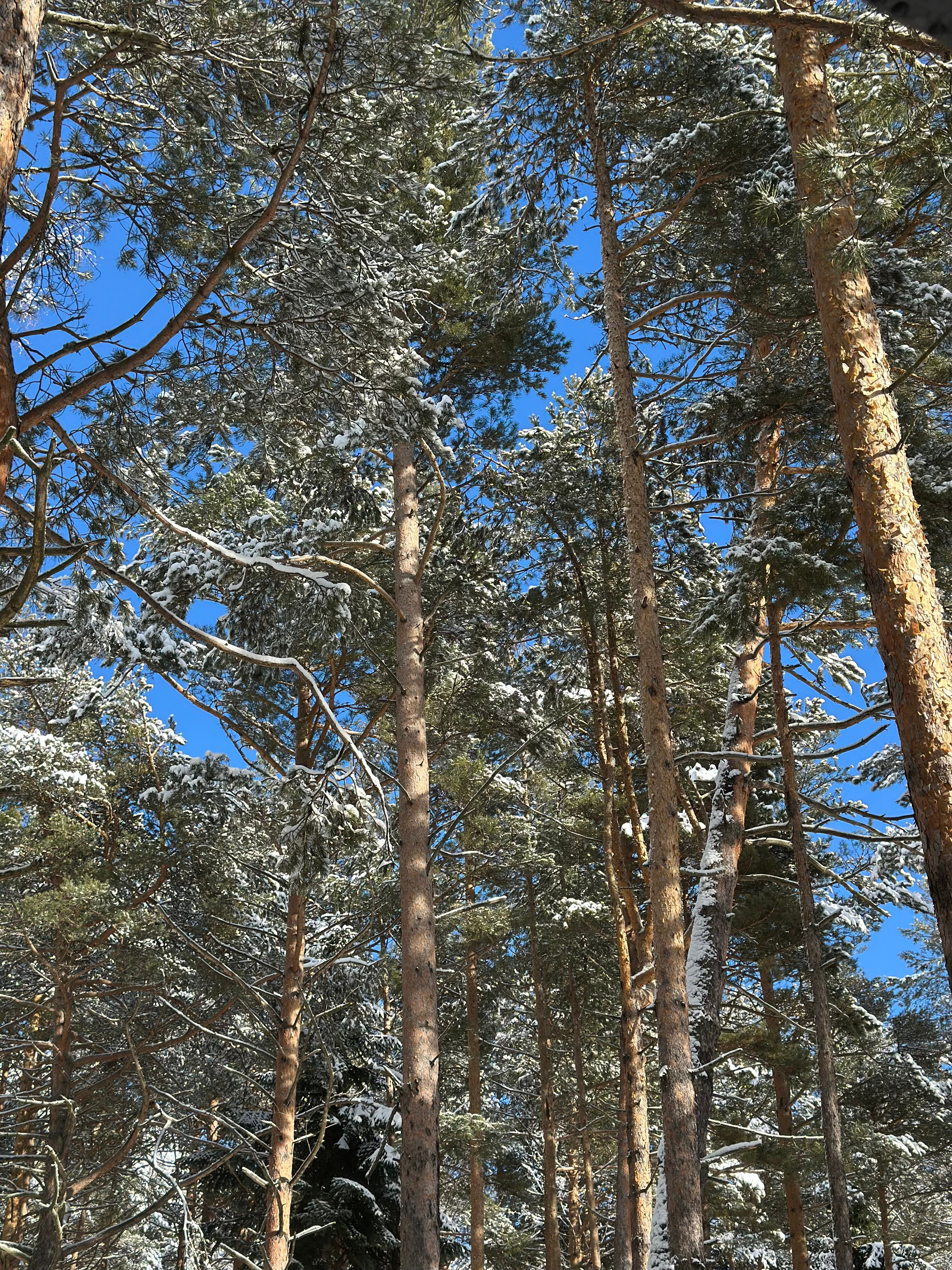 Фото Дух леса