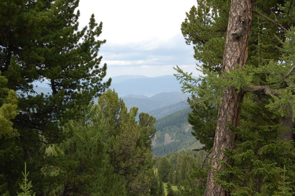 Фото Медвежья гора