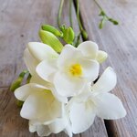 Freesia (Lenina Street, 42) ، منتجعات
