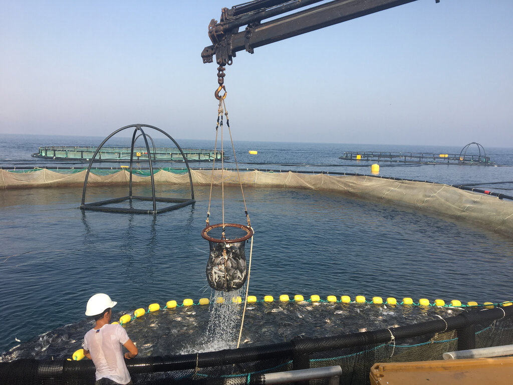 Wholesale company Mega Multi-Group, Moscow, photo