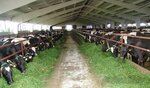 Llk Agroholding Bolshakov (selo Sabayevo, ulitsa Lavrovskoy, 12А), agricultural enterprise