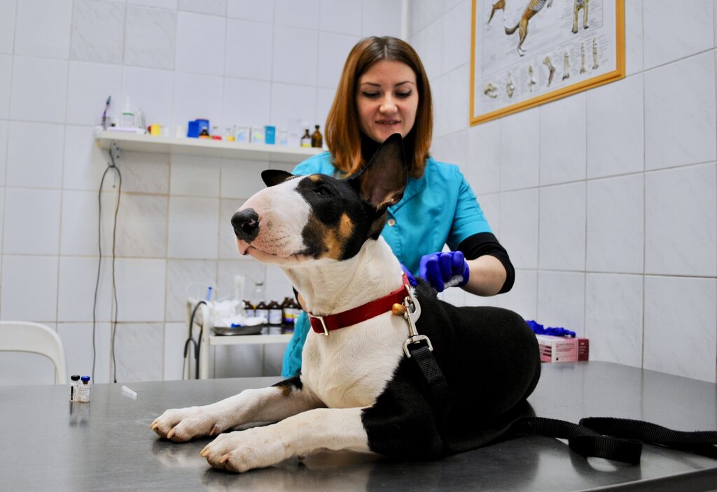 Veterinary clinic Bazilio, Moscow and Moscow Oblast, photo