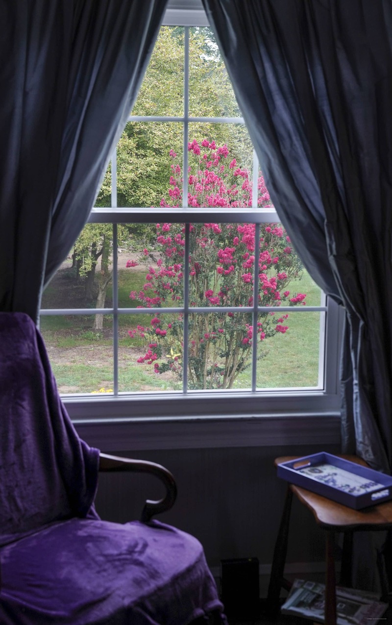 Фото Wild Wisteria