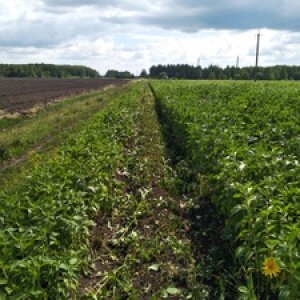 Food manufacturers Рязанские просторы, Ryazan Oblast, photo
