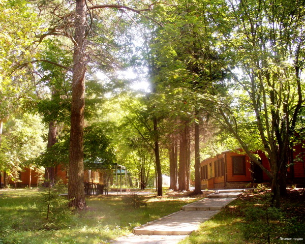 Фото Лесные пруды