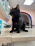 Happy Muzzle (Stavropolskaya Street, 268), veterinary clinic