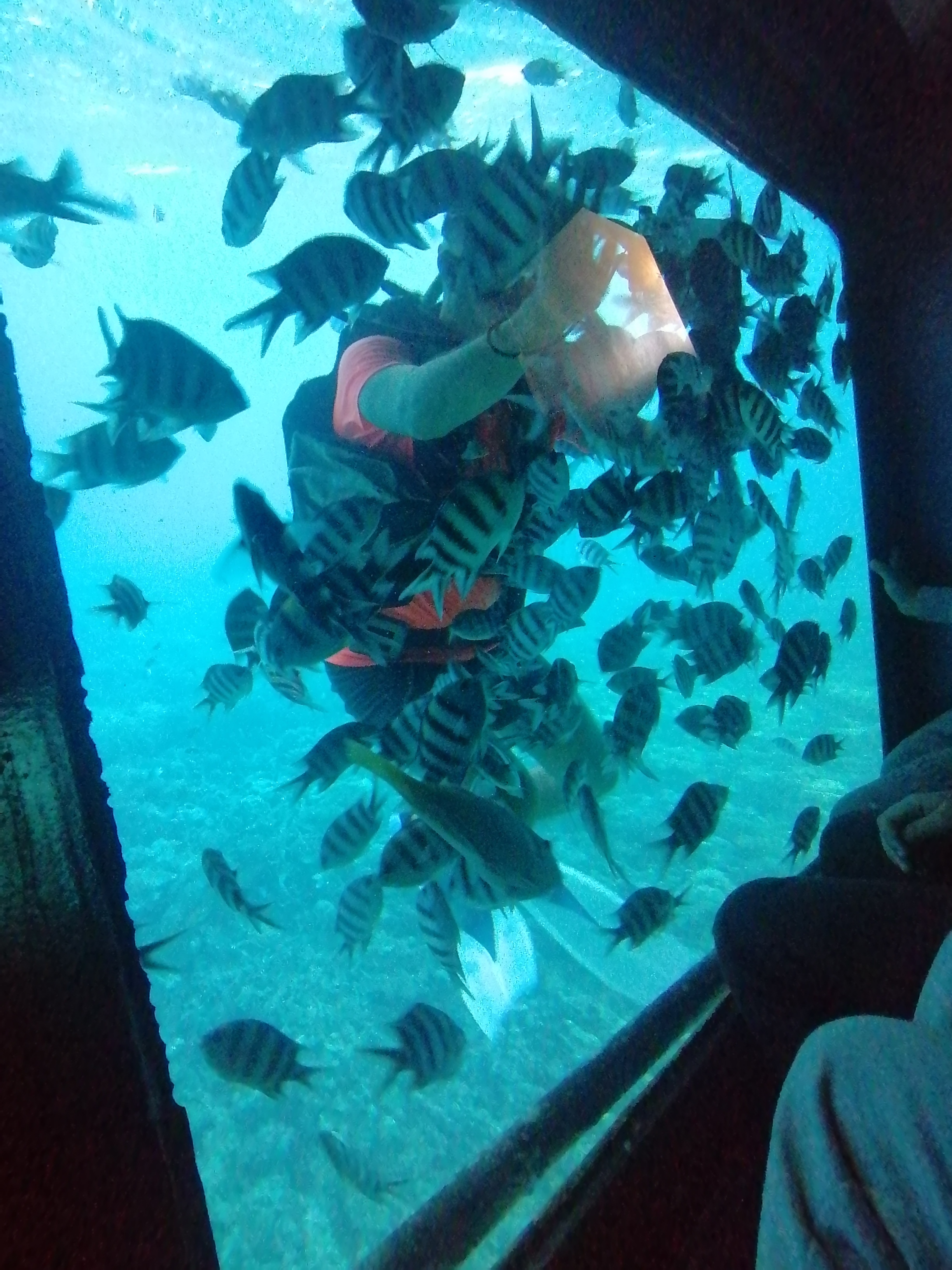 Фото Dexon Roma Hotel