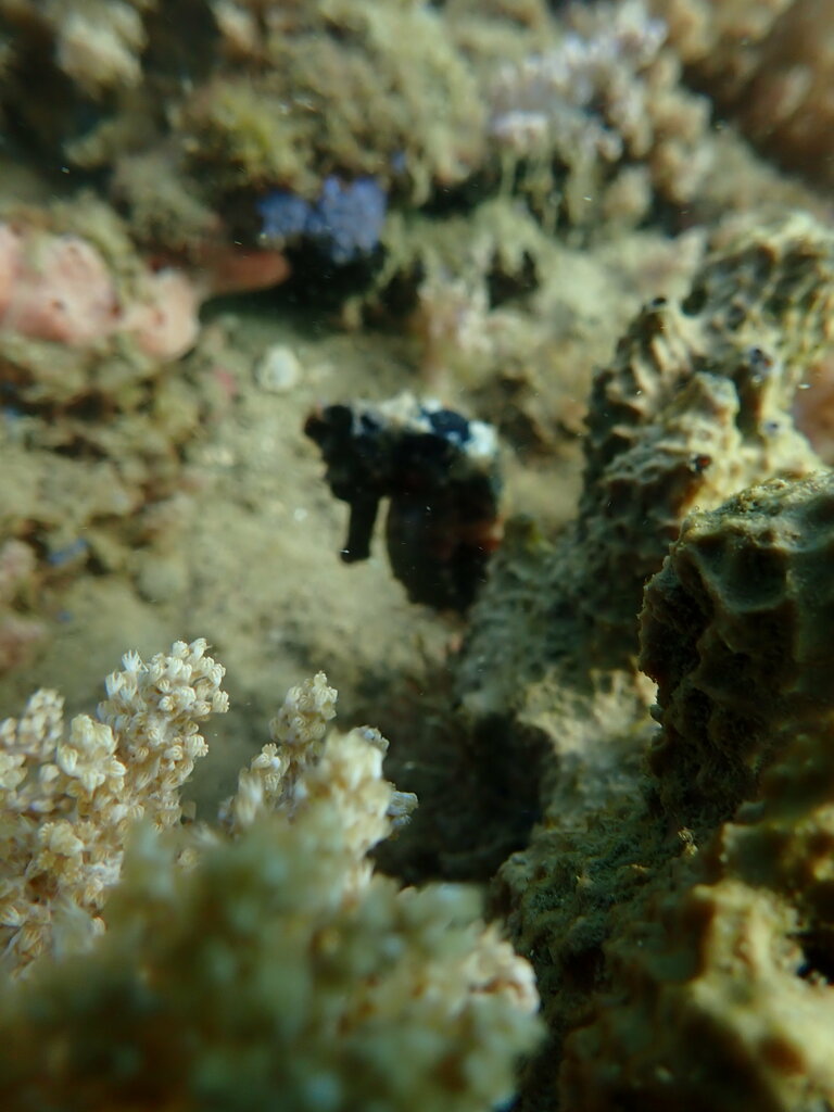 Sports and entertainment center Mundial Scuba Escola e Operadora de Mergulho, Salvador, photo