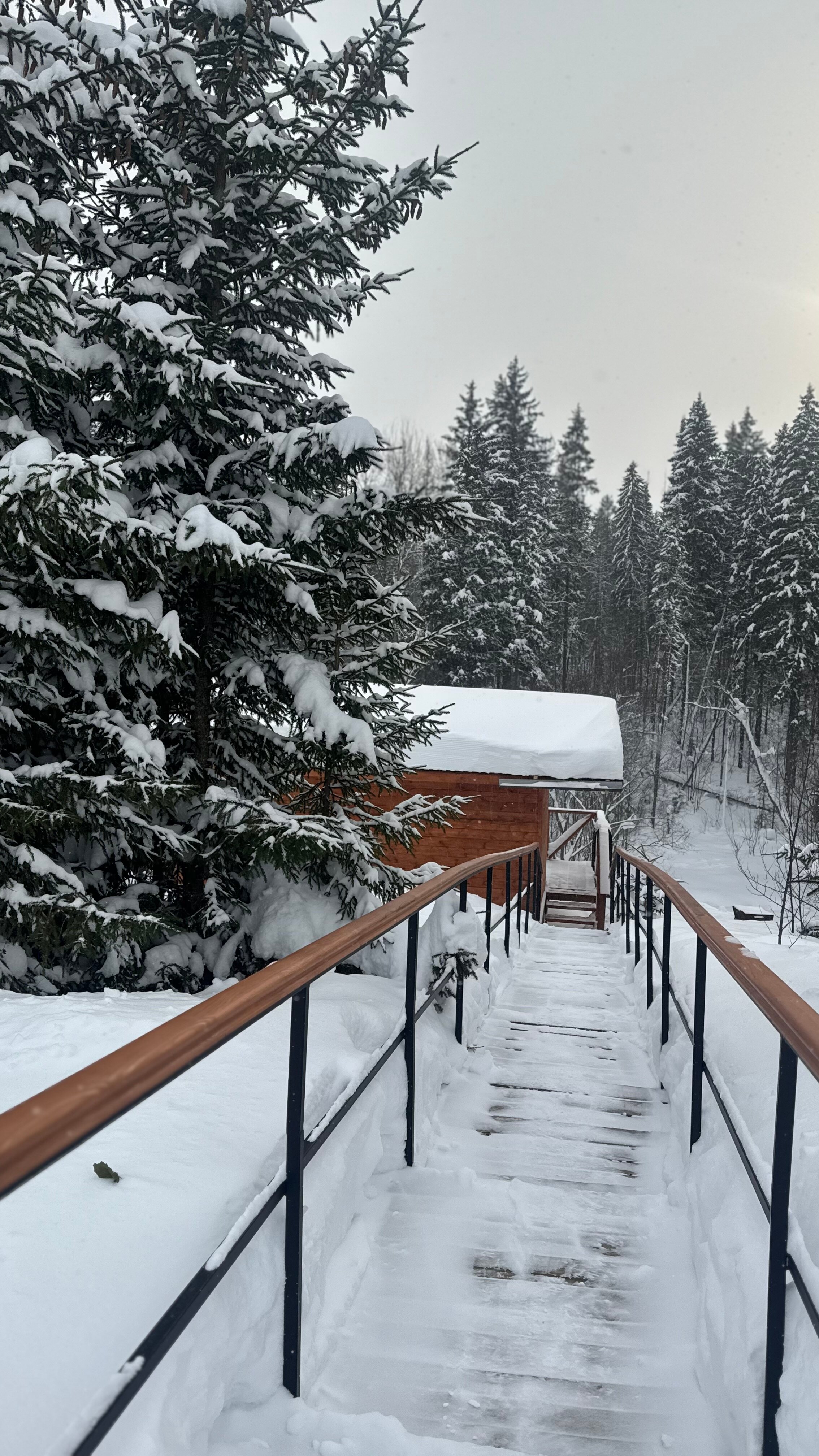 Фото Липовый цвет