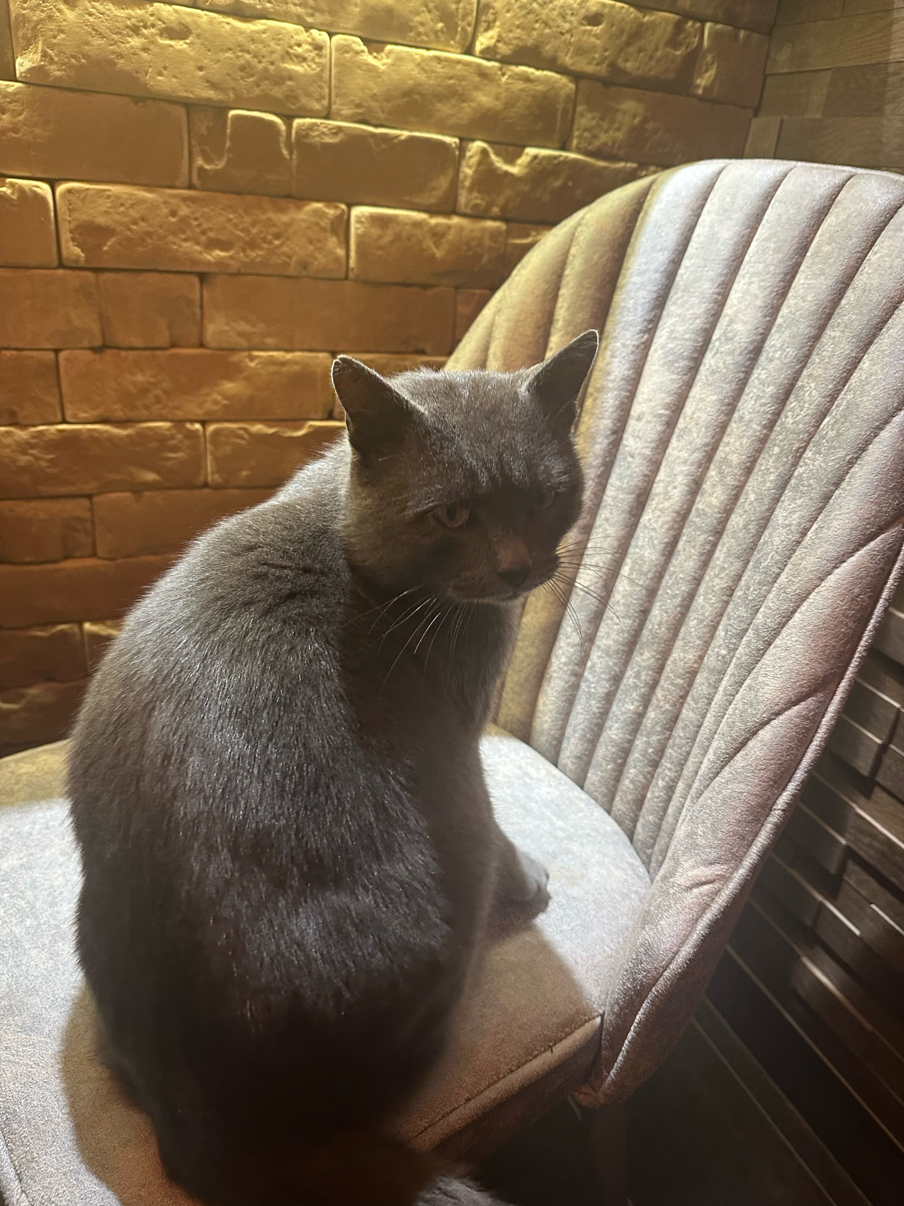 Фото Астерия Меганом