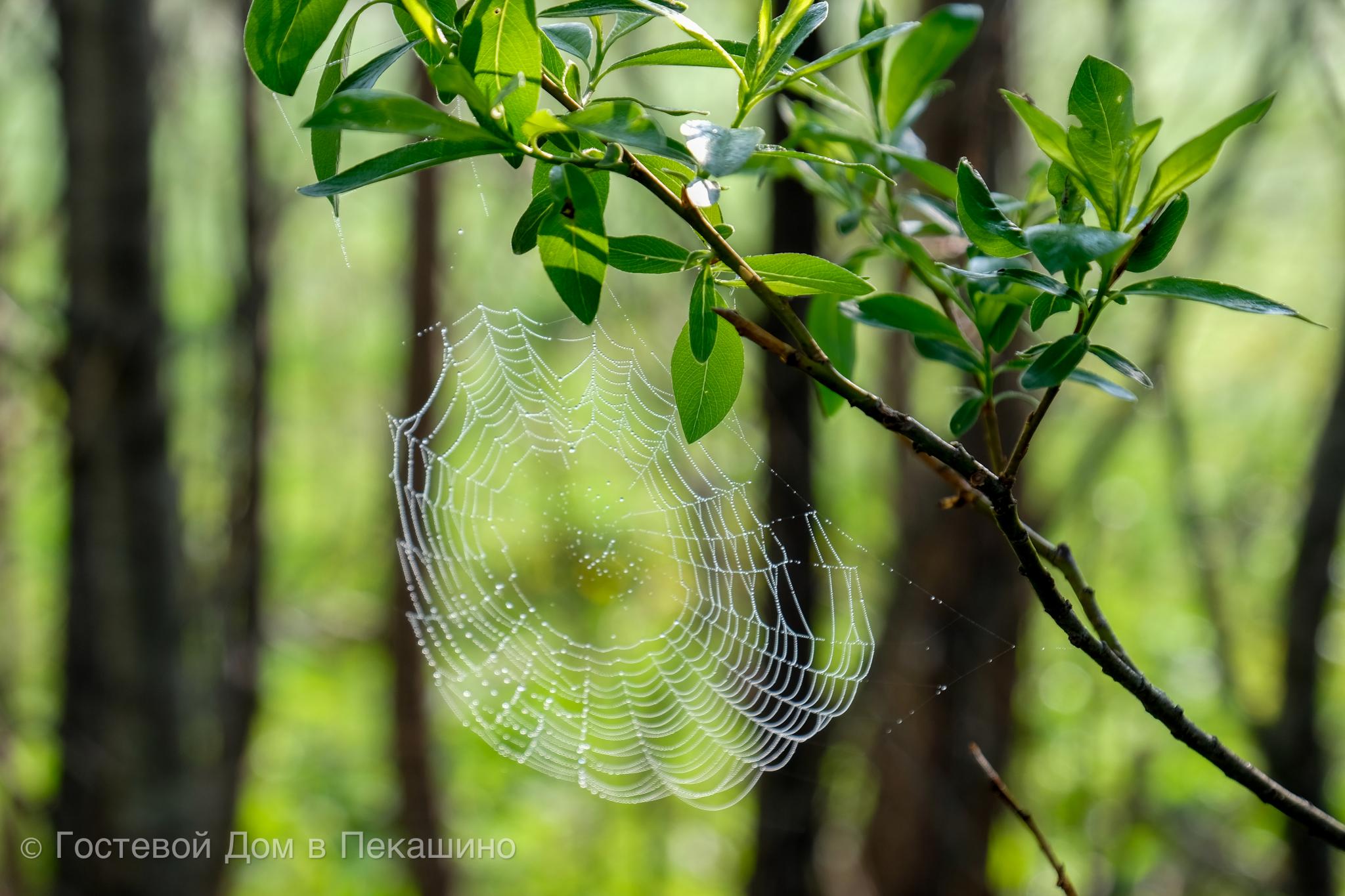 Фото Гостевой Дом в Пекашино