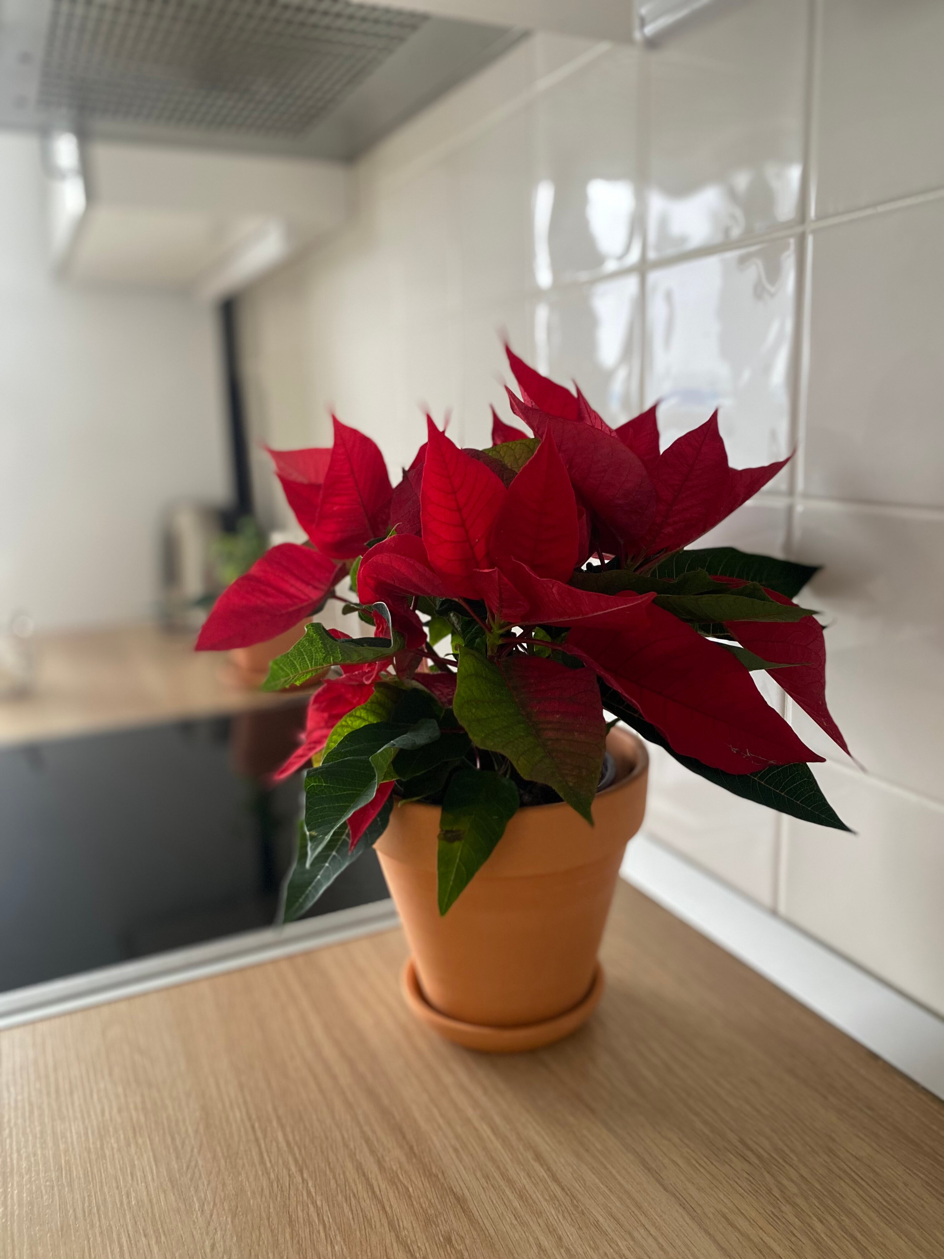 Фото Scandic Romantic Apartment