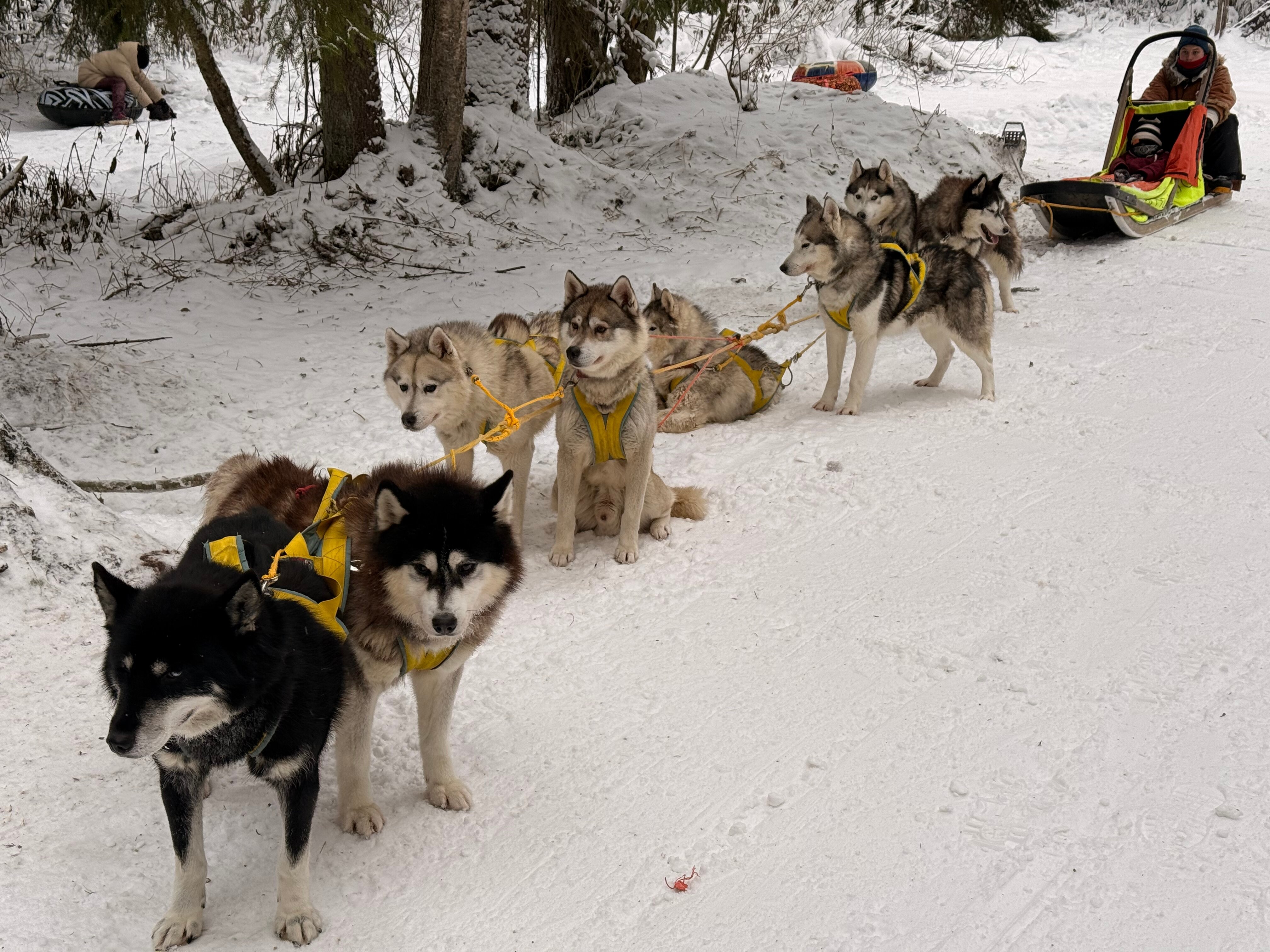 Фото Husky Moa