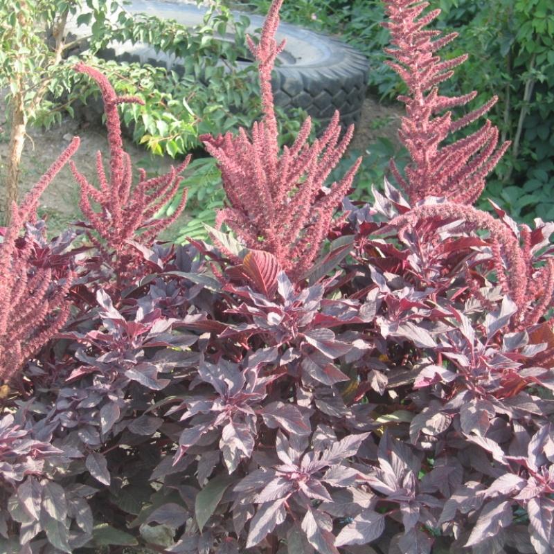 Фото Пансионат Крымские Дачи