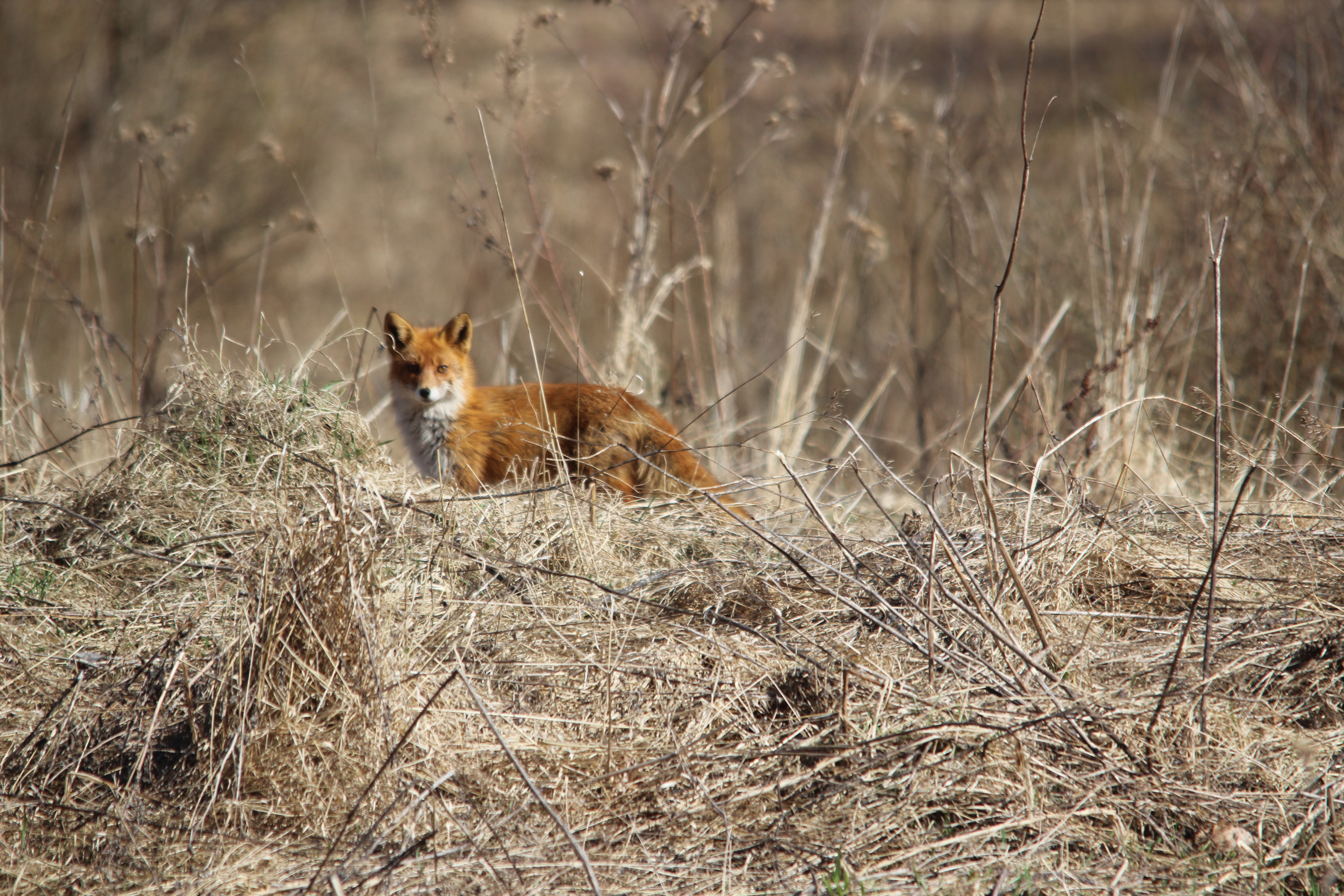 Фото Хутор Комаришки