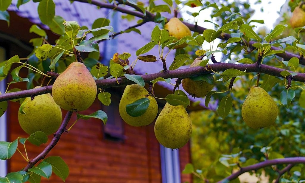 Фото Окский берег