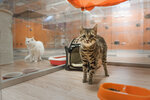 Bookingcat (Irkutsk, Verkhnyaya Embankment, 167/4), hotel para animales