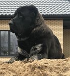 Lady Favorite (Mechnikova Lane, 37), dog park