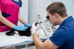 Veterinary ophthalmologist (Michurinsky Avenue, 7к1), clínica veterinaria