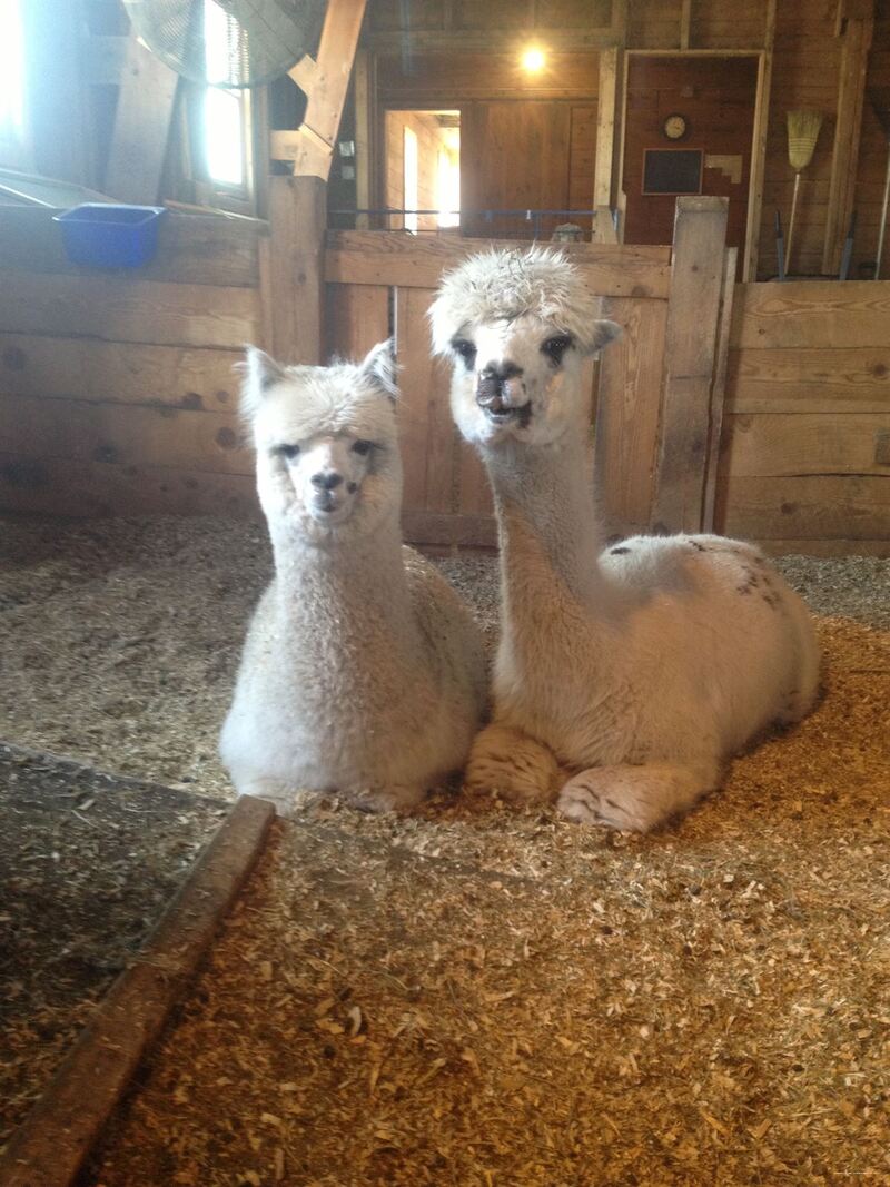 Фото Mountain View Grand Resort & SPA