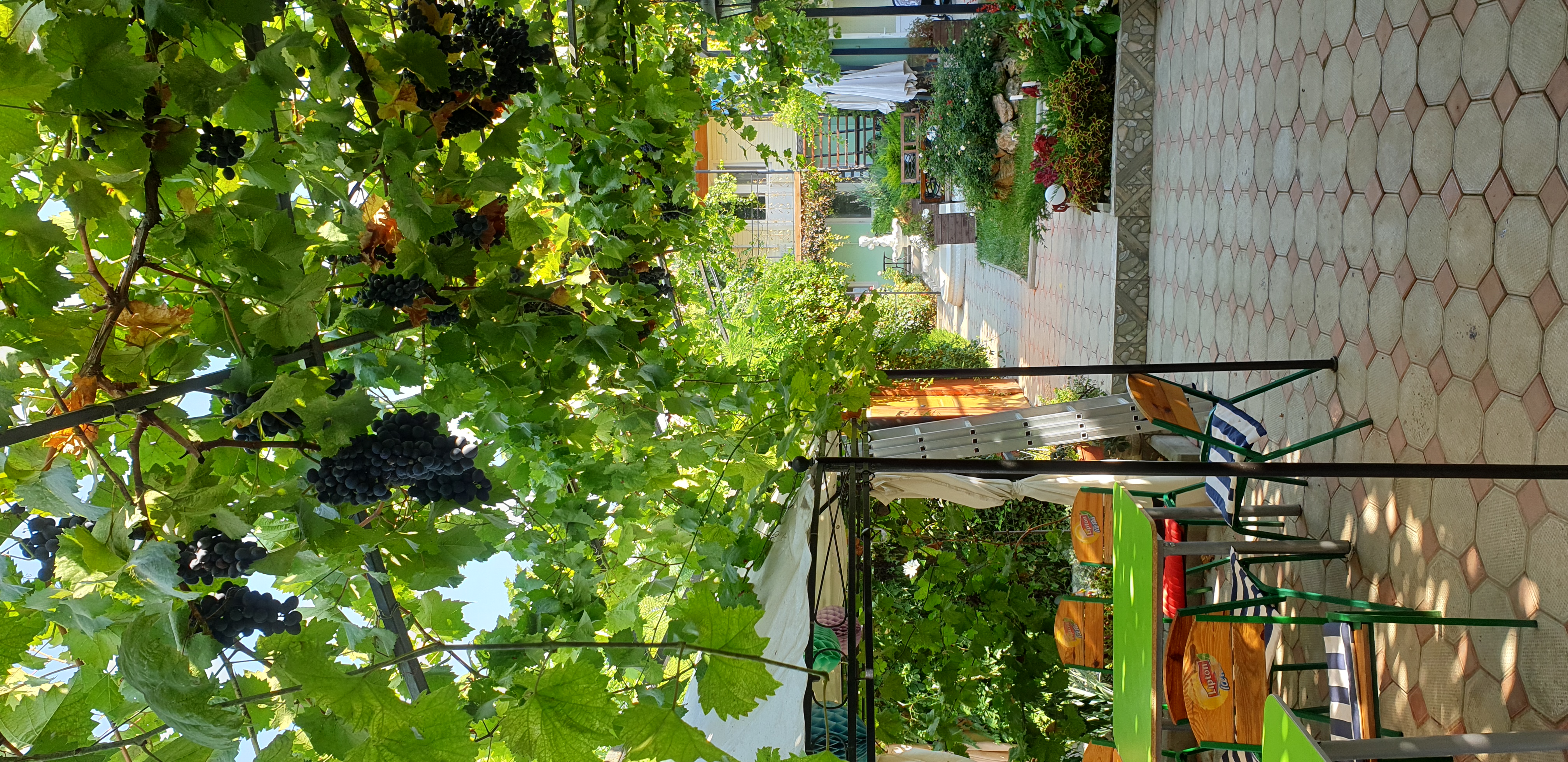 Фото Афалина