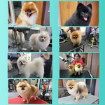 Suslik groom (проспект Генерала Острякова, 128), pet salon