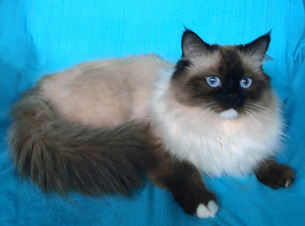 Невские котята в москве