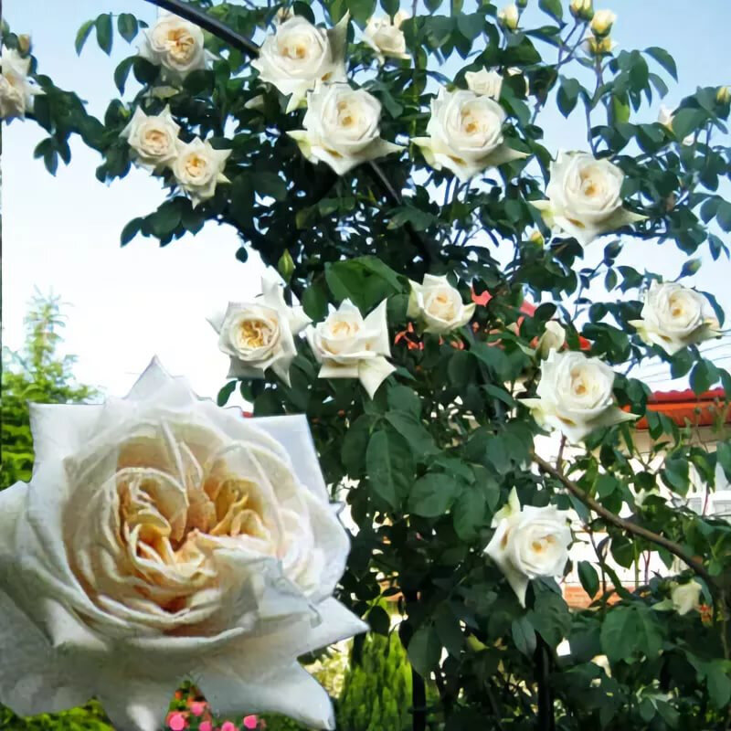 Купить роза ильзе крон супериор (ilse krohn superior) по цене 165 руб. в интерне