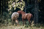 Gloriya (Urban-type Settlement of Gorki Leninskiye, Administrativnaya ulitsa, 1), horse riding