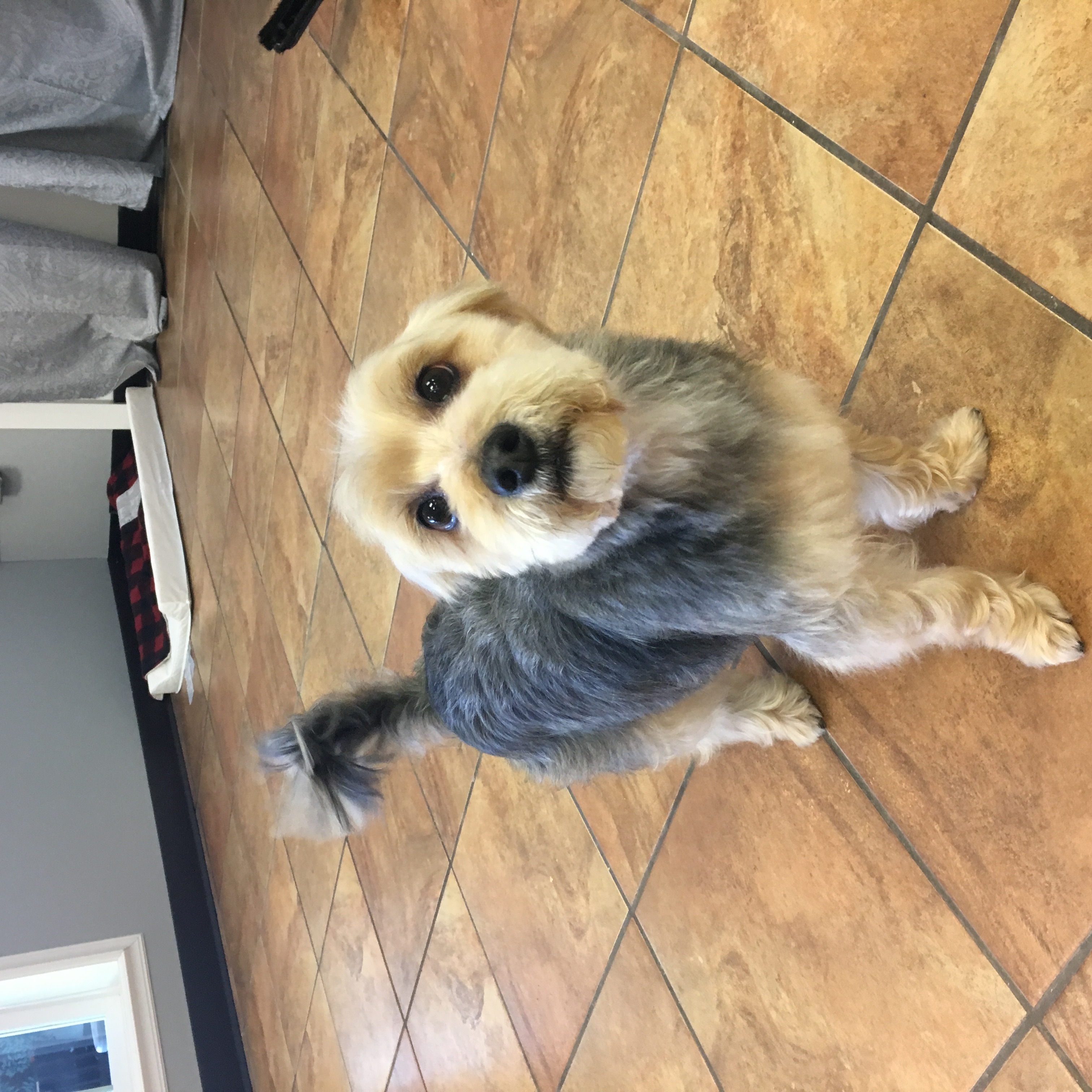 K9 hotsell design grooming